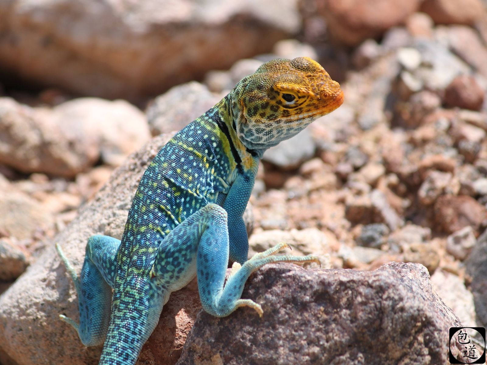 Caption: Beautiful Eastern Collared Lizard Gazing Backwards Background