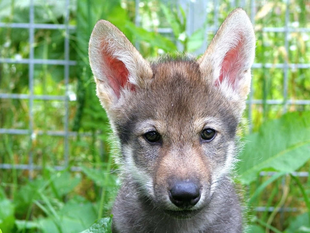 Caption: Beautiful Wolf Pup Exploring The Wild