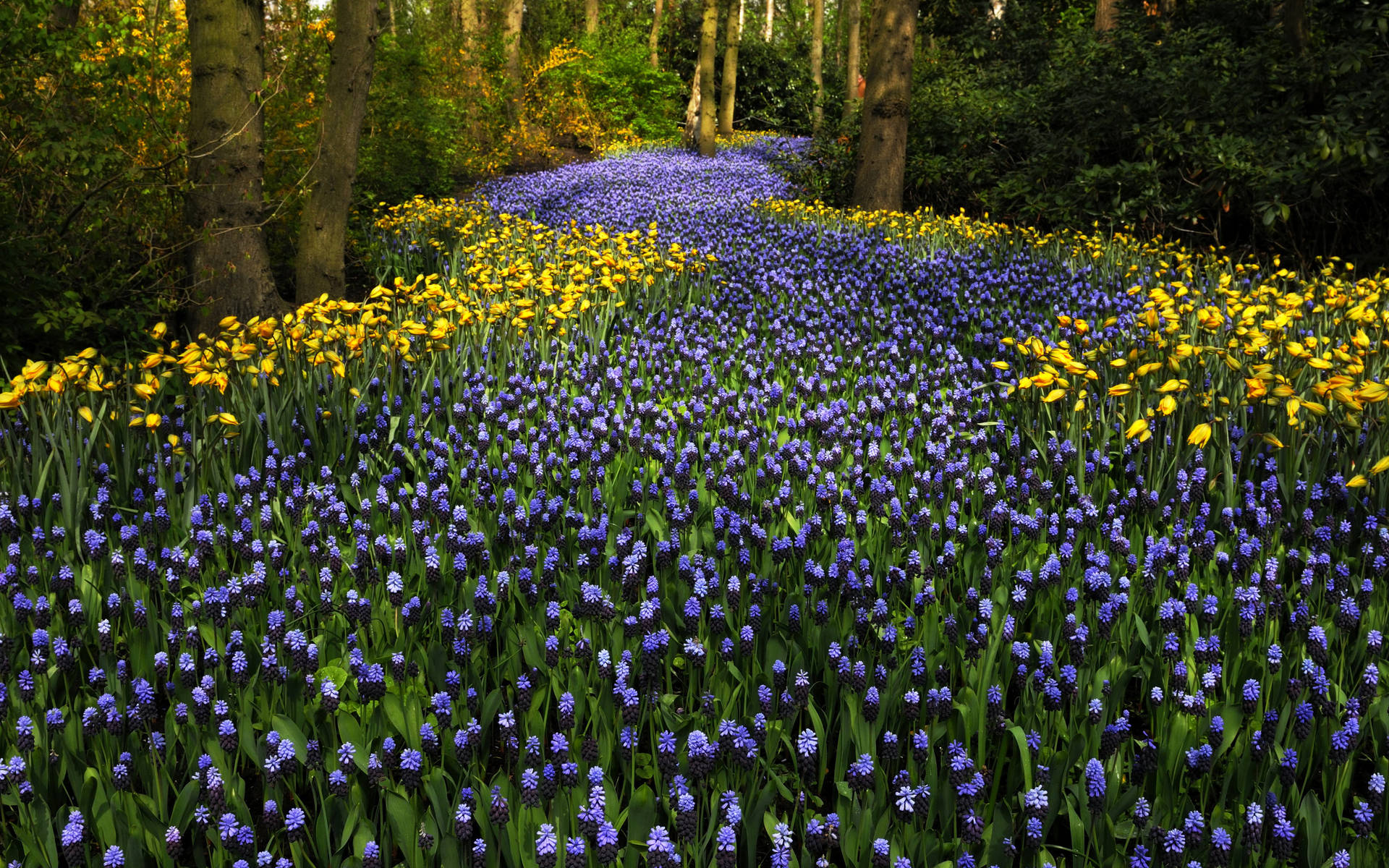 Caption: Blooming Hyacinth In Keukenhof Garden, Netherlands Background