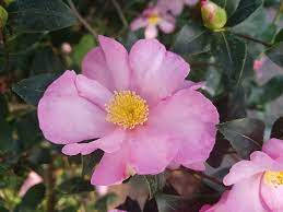 Caption: Blossoming Beauty Of Camellia Sasanqua Background