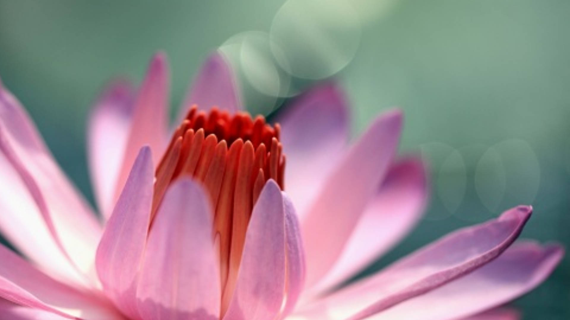 Caption: Blossoming Pink Water Lily Adorning The Tranquil Pond Background