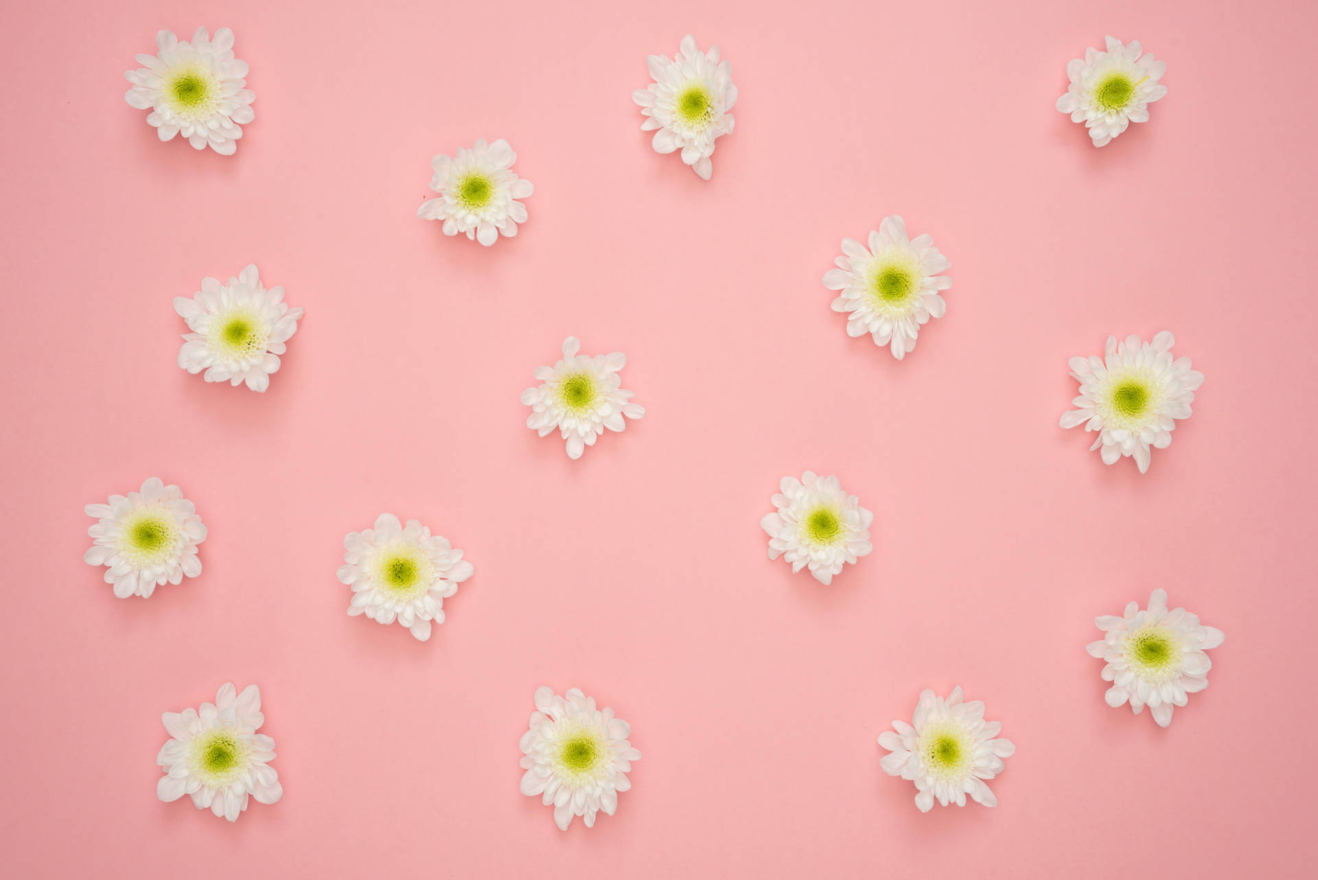 Caption: Blossoming White Flowers On Pink Background. Background