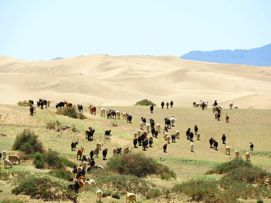 Caption: Breathtaking View Of Mongolia's Gobi Desert