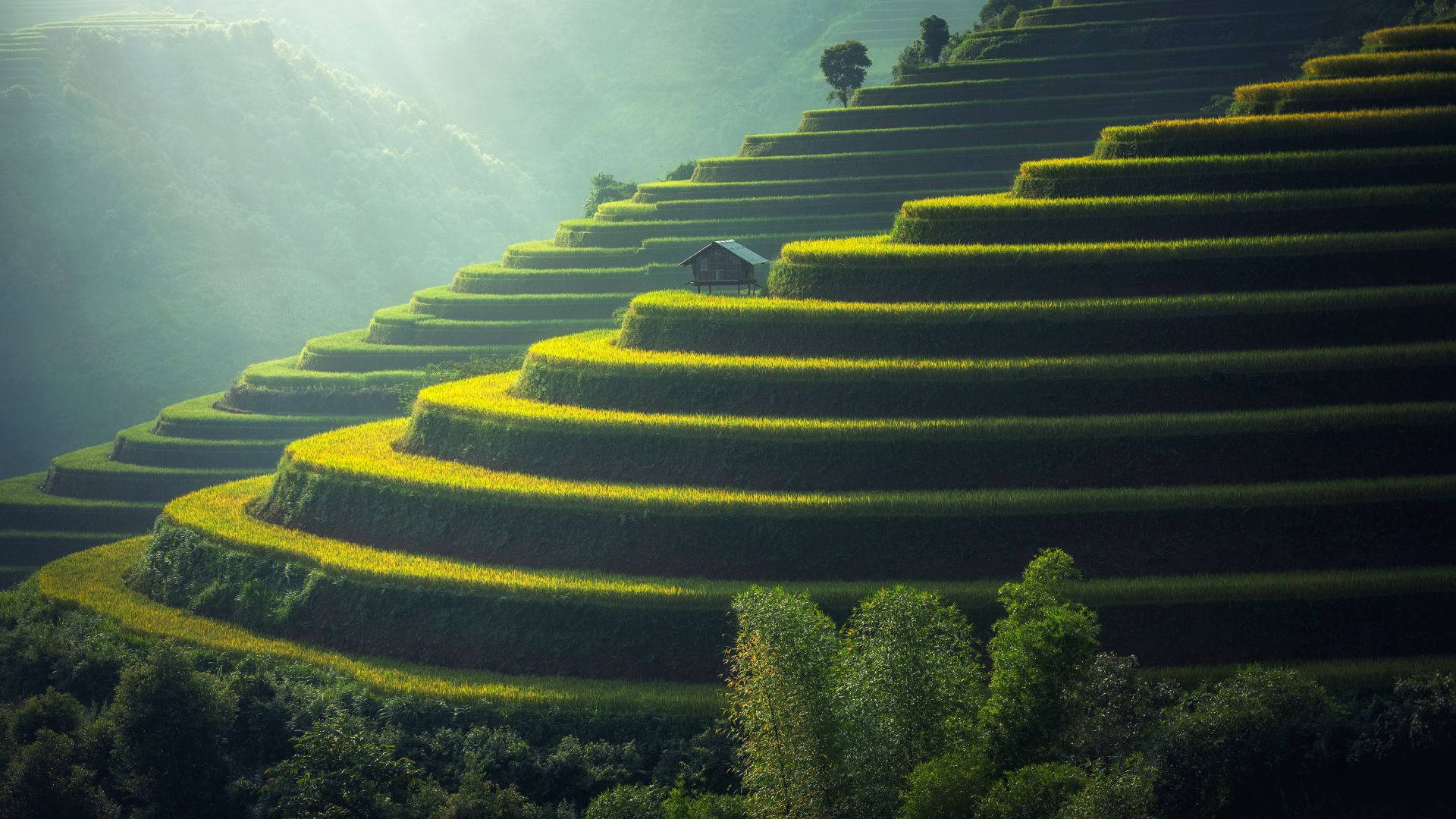 Caption: Breathtaking View Of Rice Terraces In Ubud, Bali Background