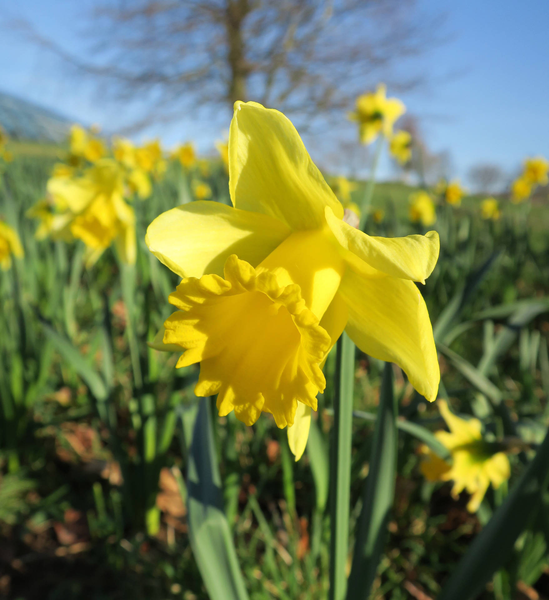 Caption: Bright Yellow Rijnveld's Early Sensation Narcissus Flowers In Full Bloom Background