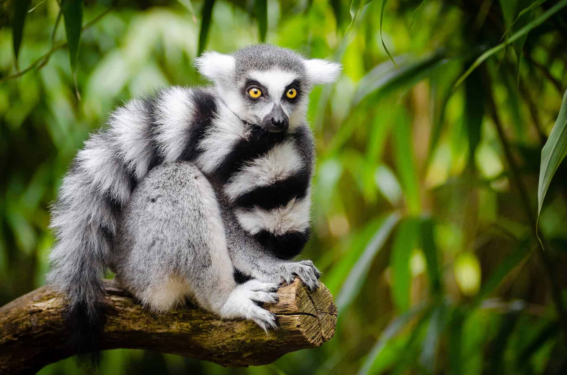 Caption: Captivated Lemur In Its Natural Habitat Background