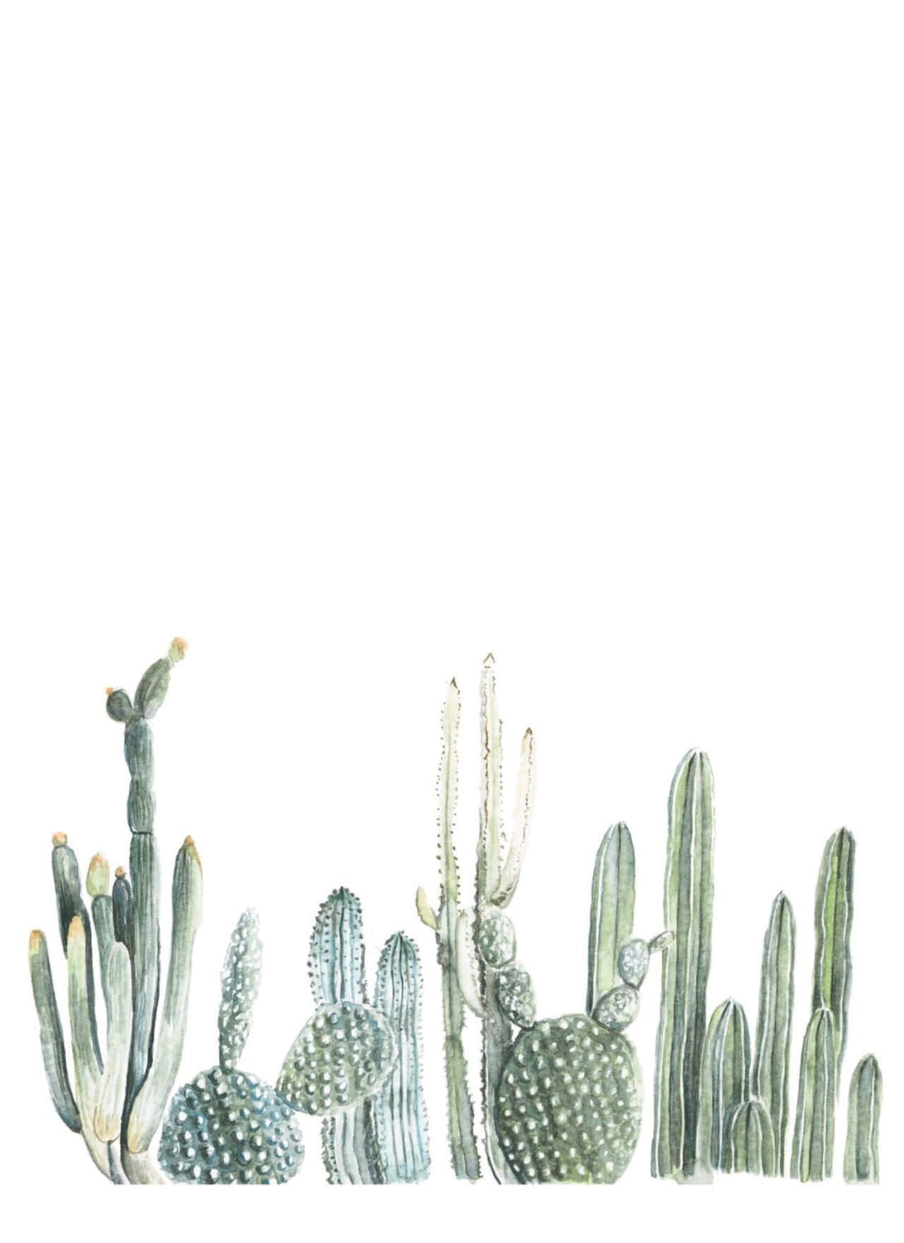 Caption: Captivating Beauty Of Aesthetic Cactus Background