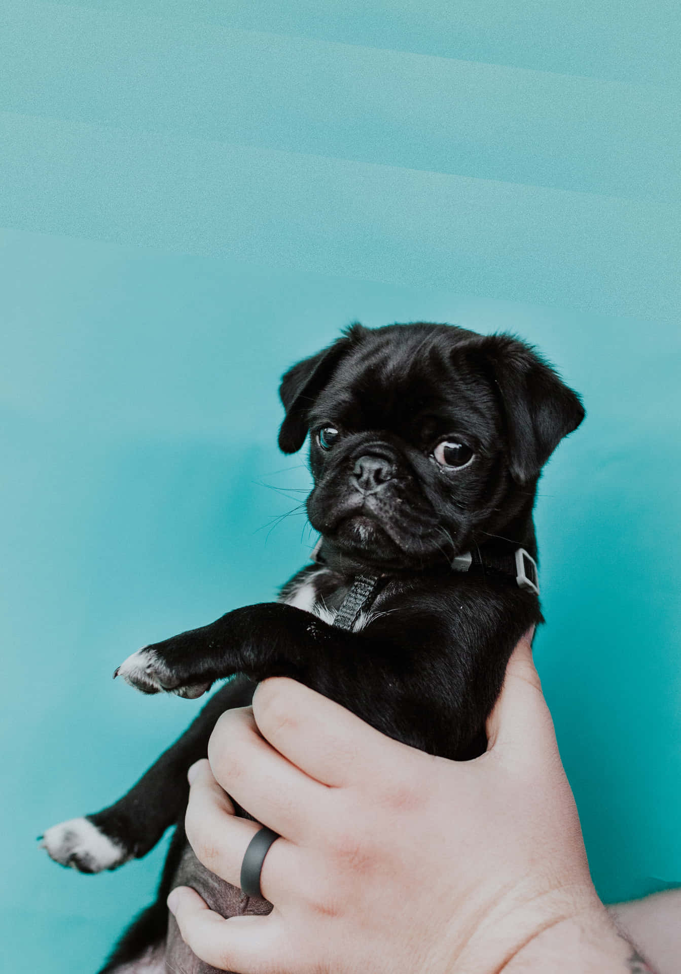 Caption: Captivating Cuteness: Adorable Black Pug Puppy Background