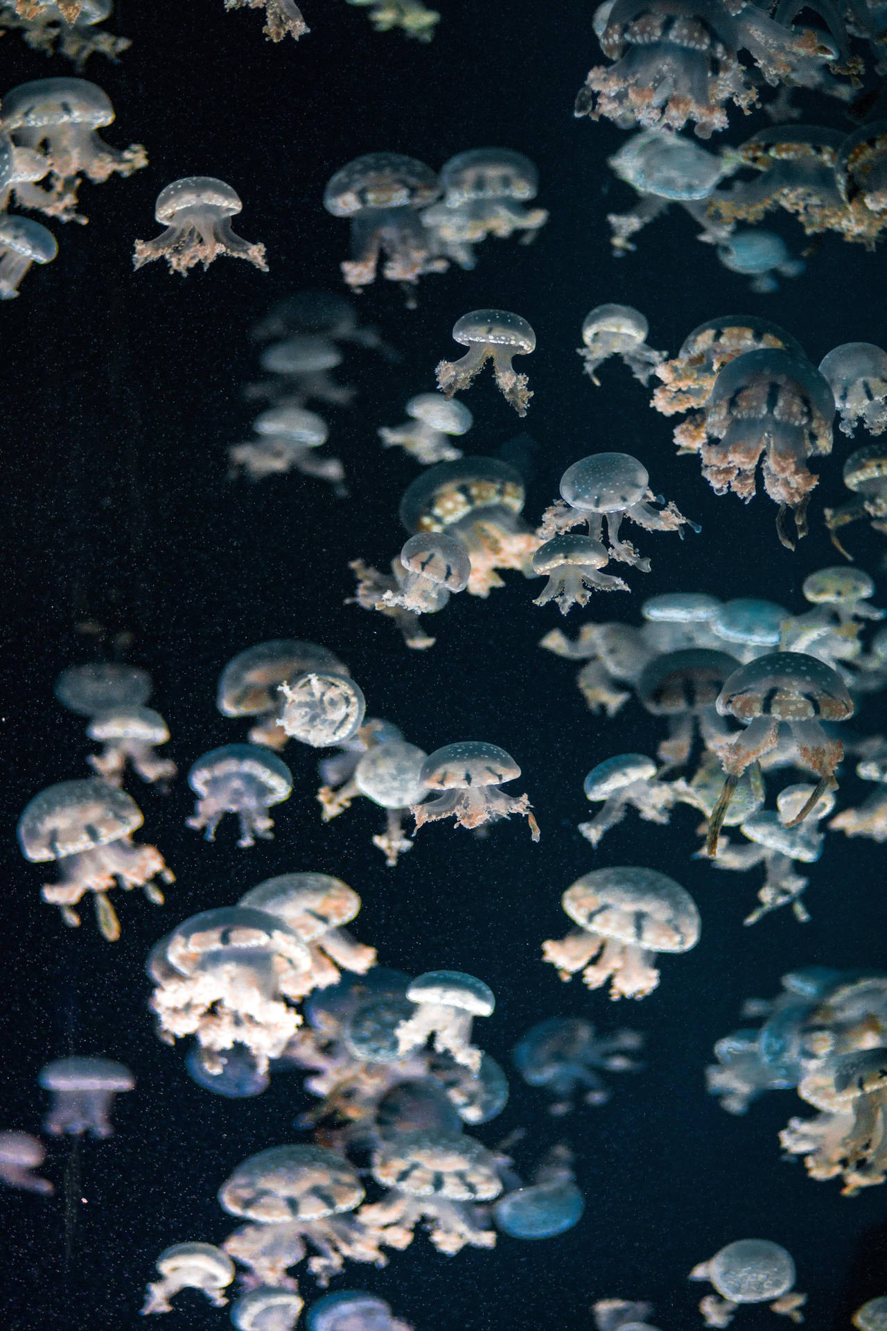 Caption: Captivating Vintage Aesthetic Jellyfish Image For Ipad.