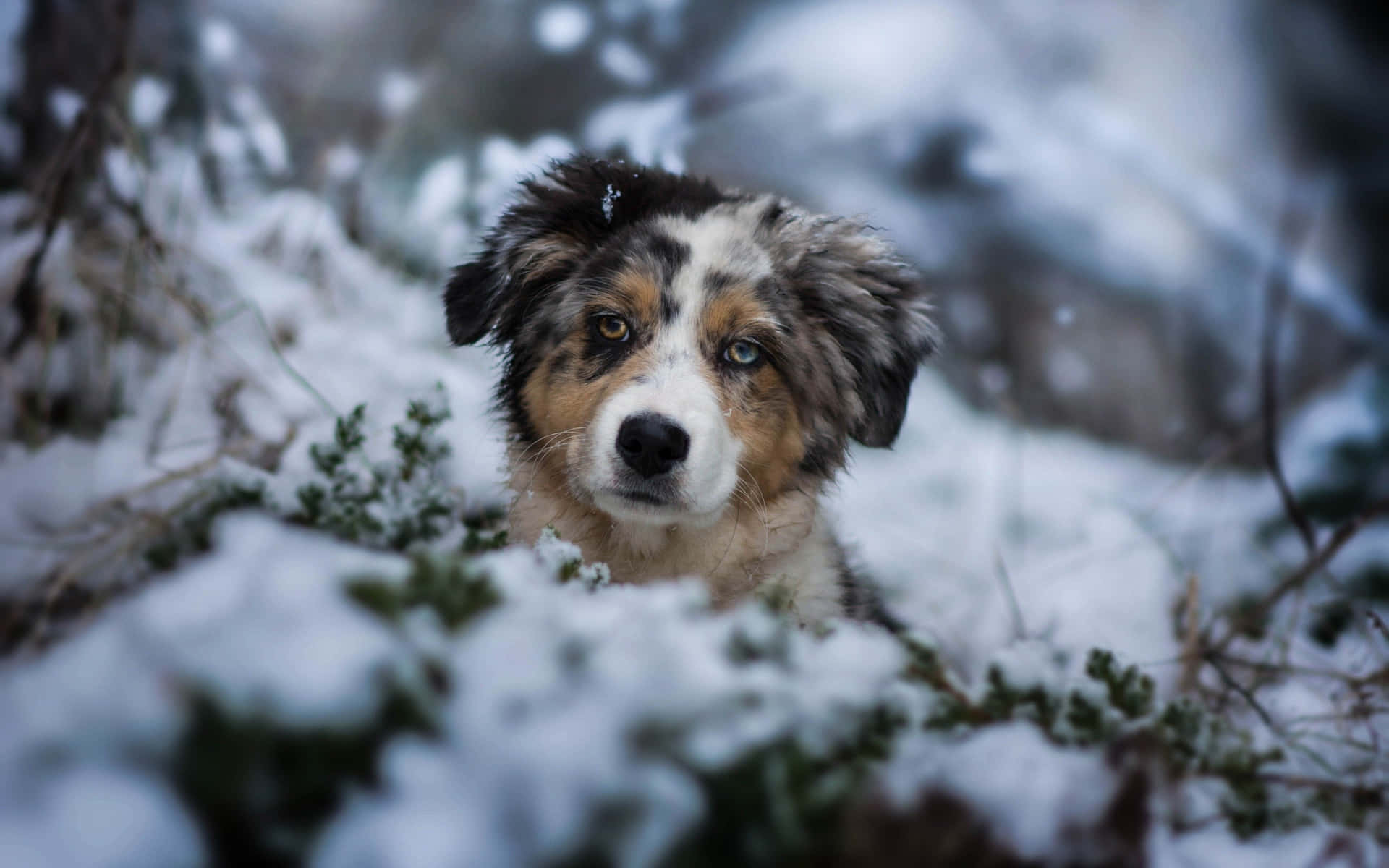 Caption: Cheerful Dog Enjoying A Winter Day Background
