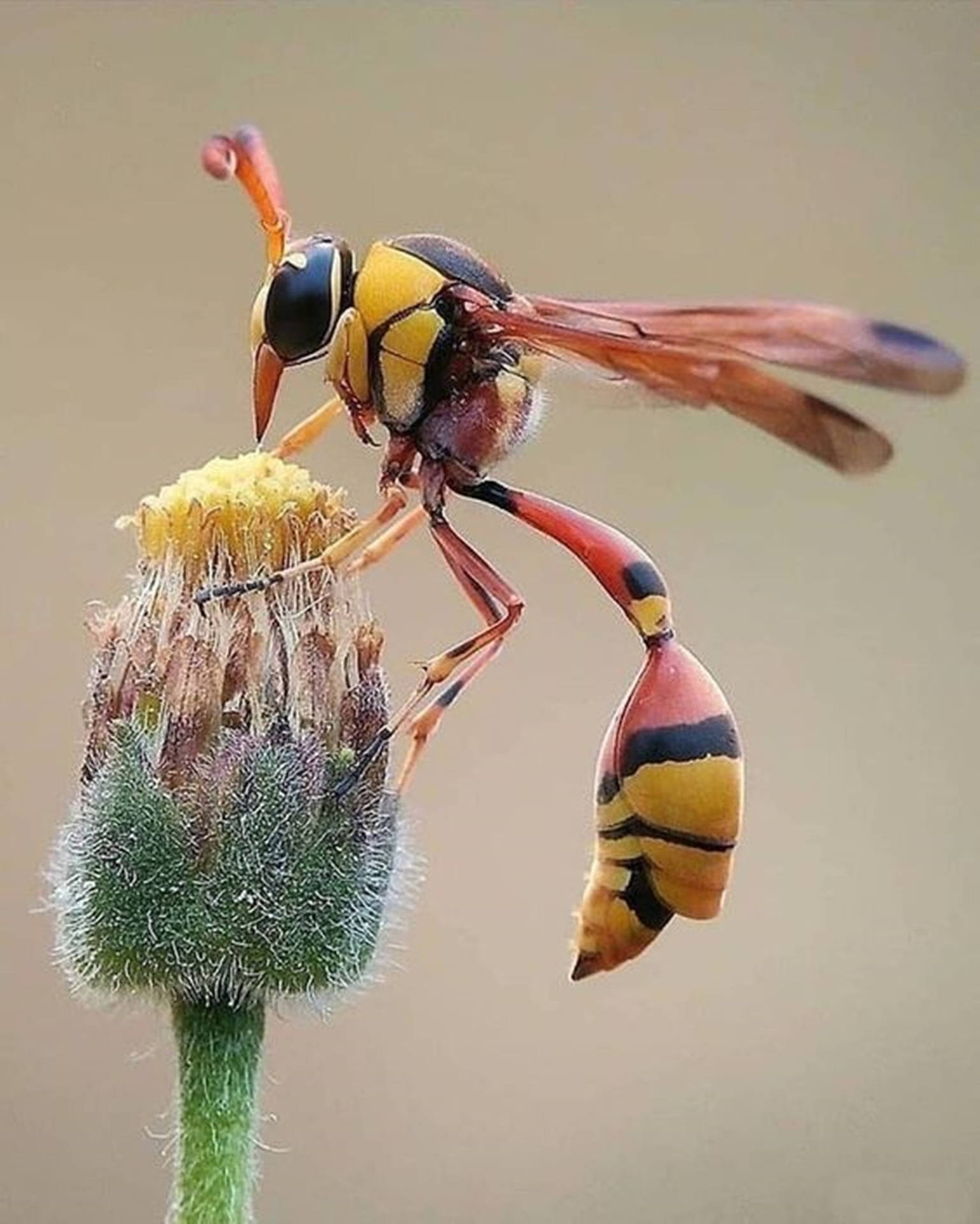 Caption: Close-up Of A Great Potter Wasp In Its Natural Environment Background