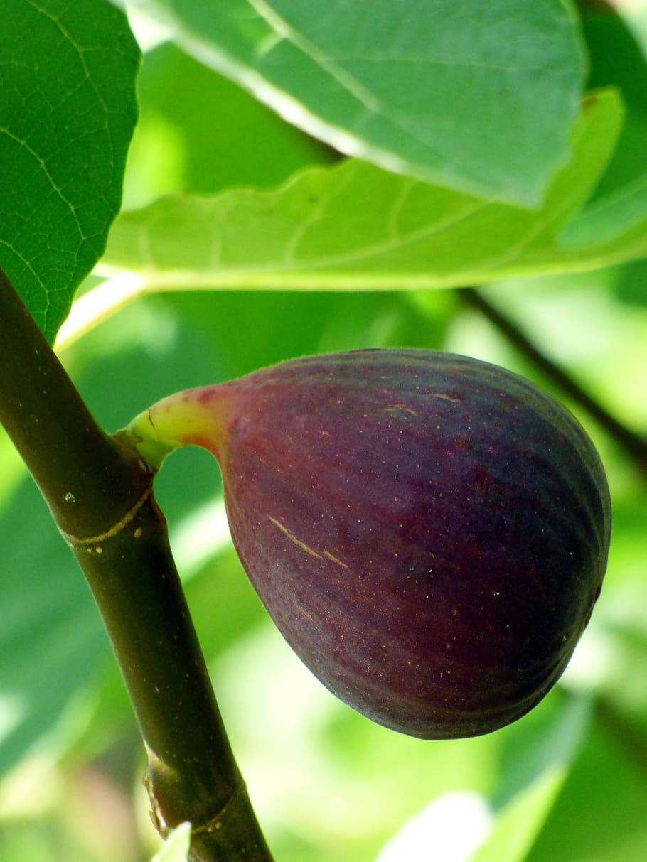 Caption: Close-up Of A Ripening Fig Fruit On A Tree Branch Background