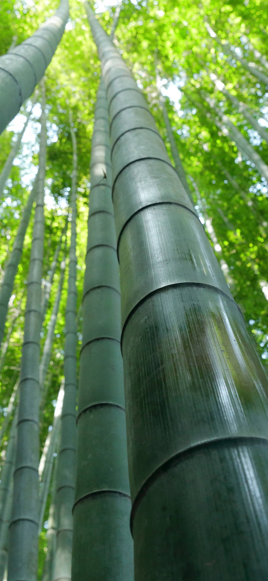 Caption: Close-up Of Bamboo Texture For Iphone