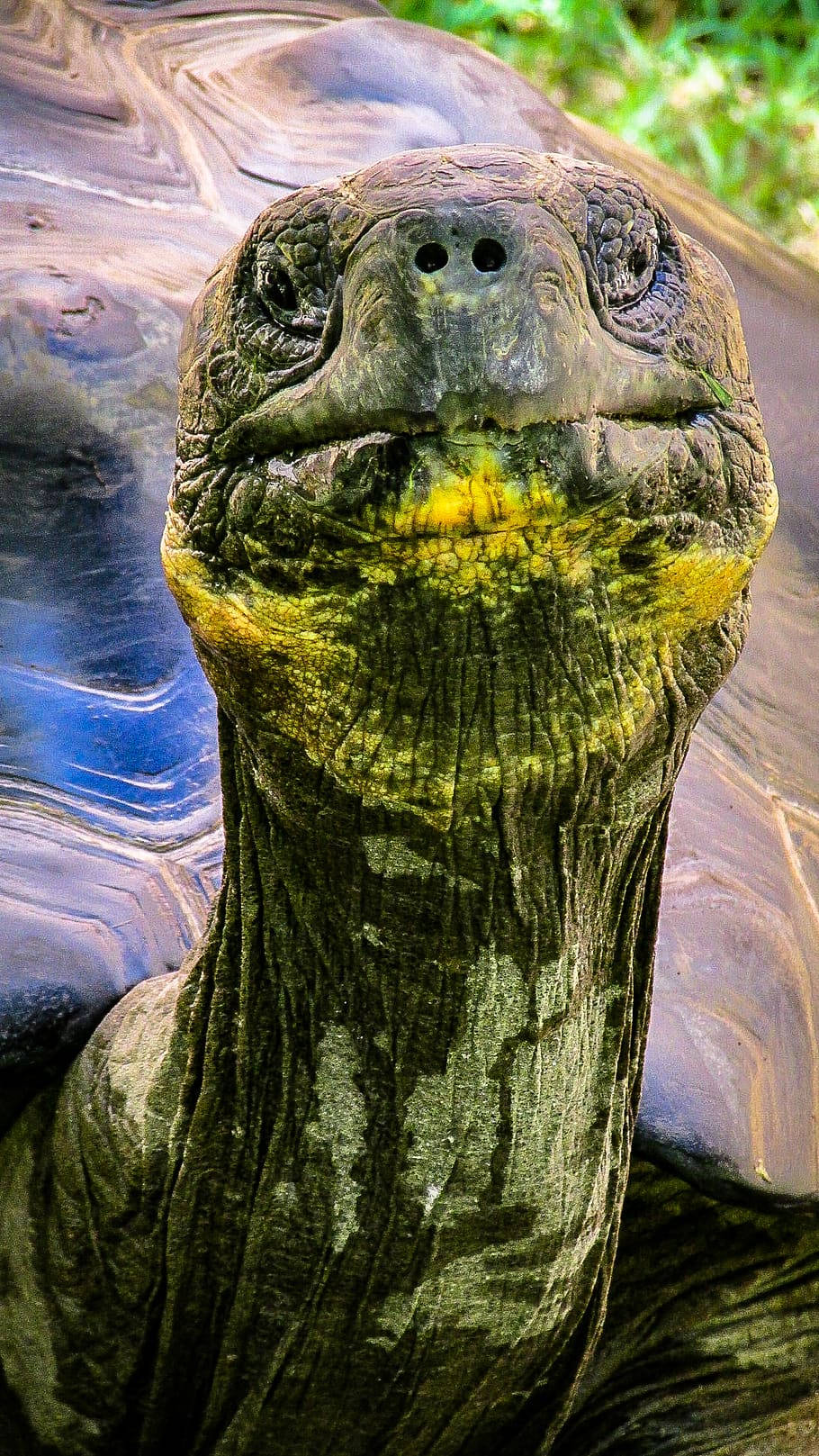 Caption: Close-up Shot Of A Wrinkly Tortoise Background