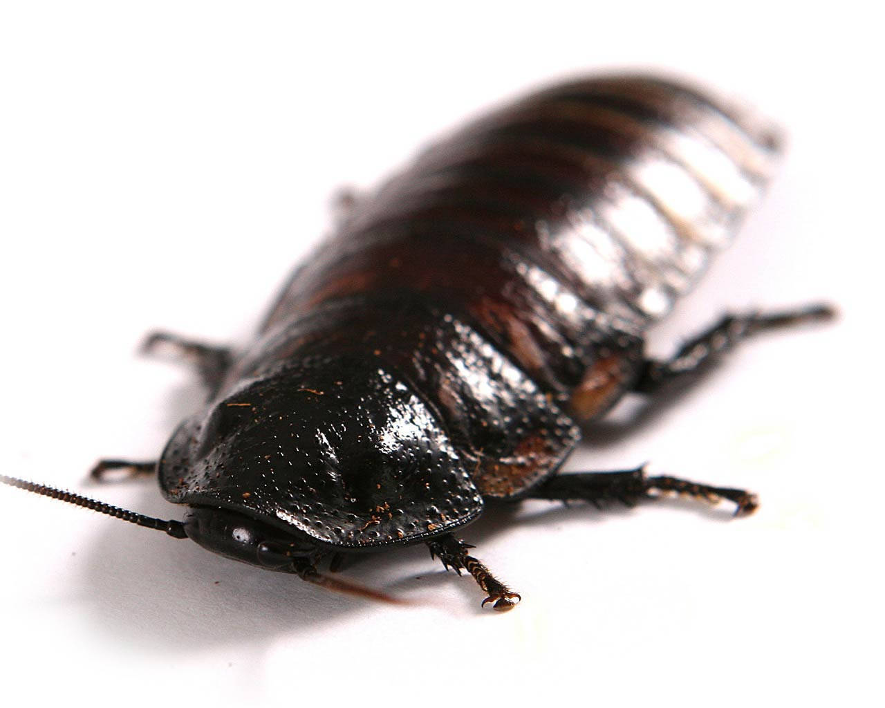 Caption: Close-up View Of A Big Black Oriental Cockroach Background