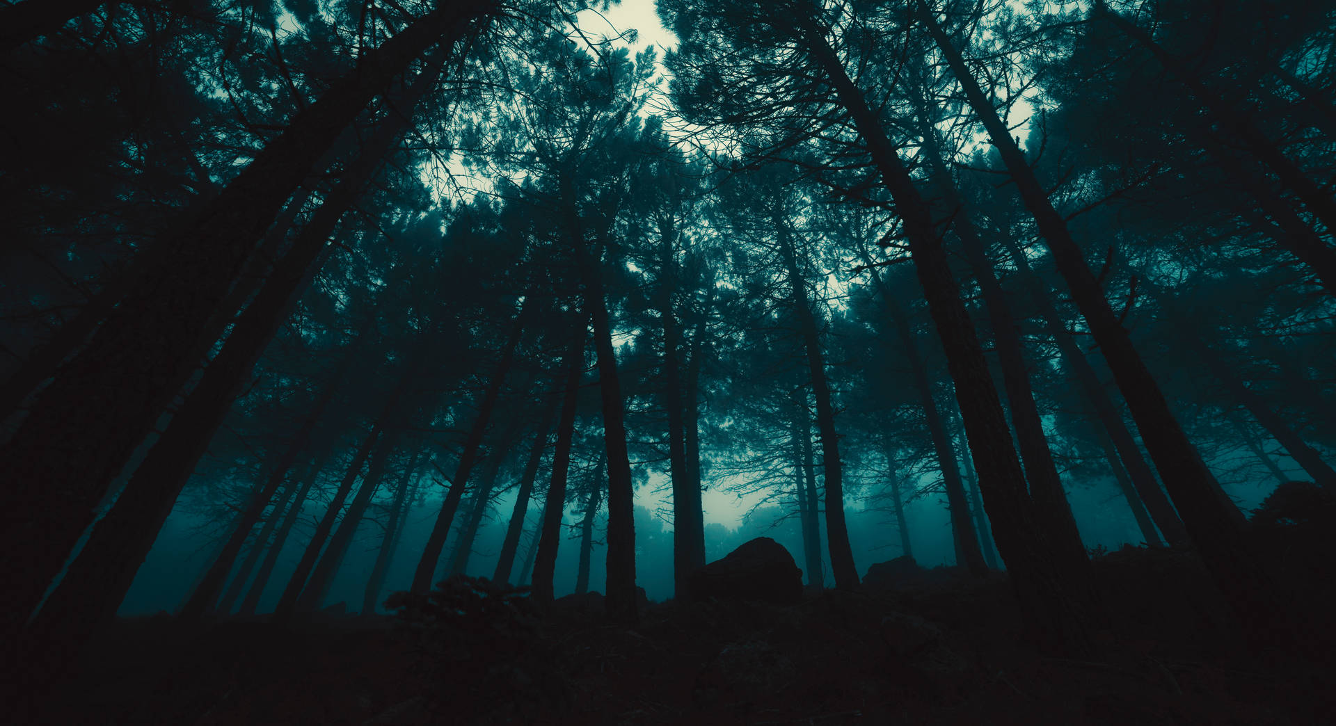 Caption: Dark Mysterious Forest Background
