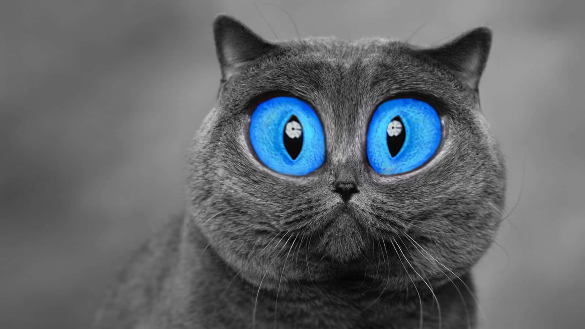 Caption: Dazzling Blue Cat Eyes Of A British Shorthair