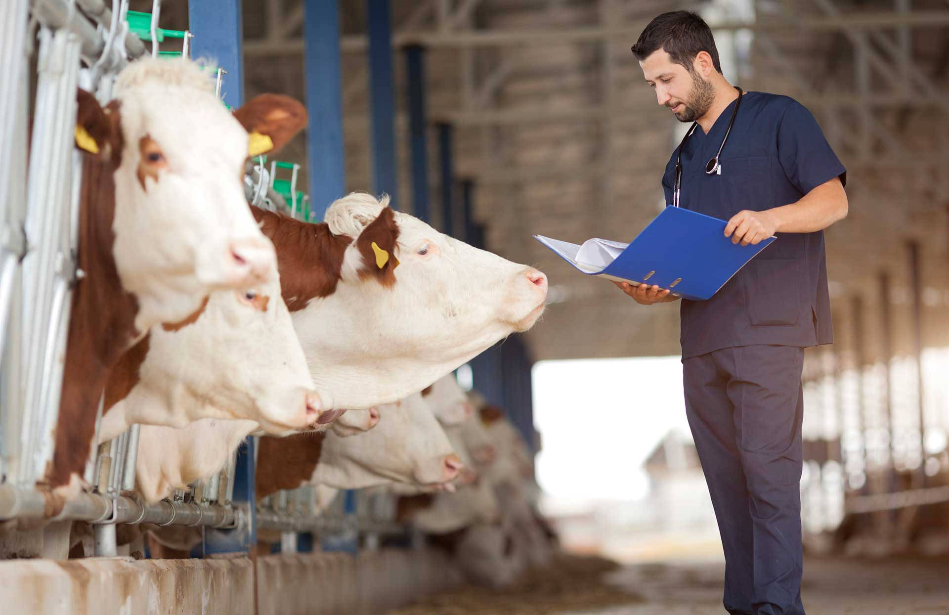 Caption: Dedicated Veterinarian Monitoring The Health Of Country Cows Background