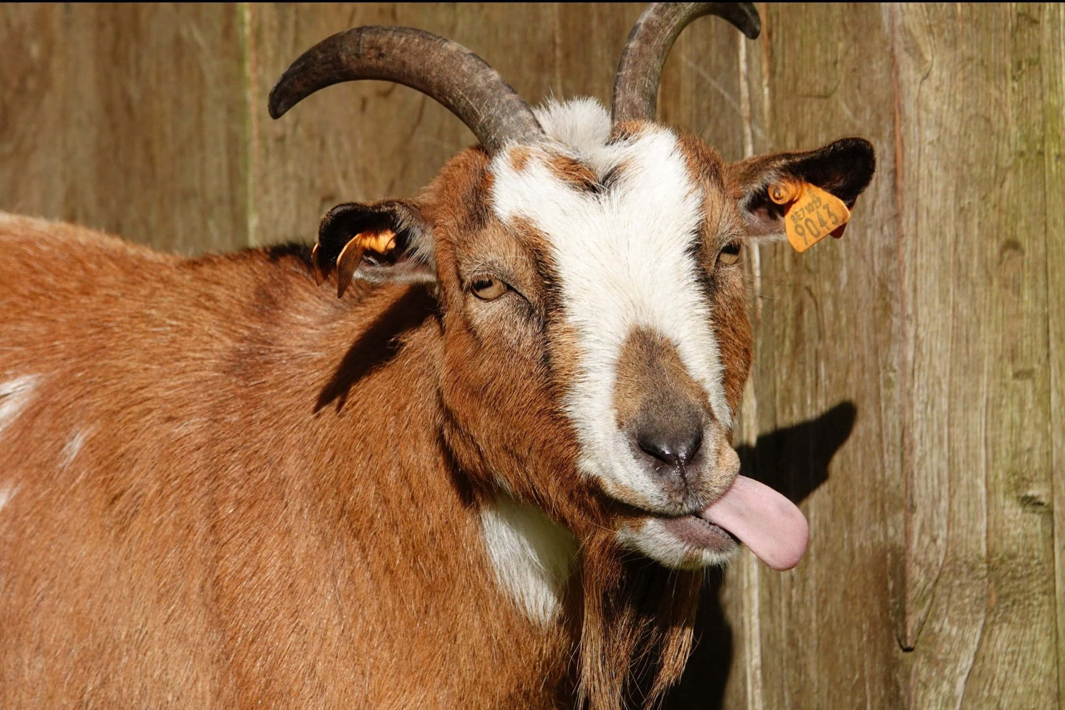 Caption: Delighted Goat Enjoying His Green Feast Background
