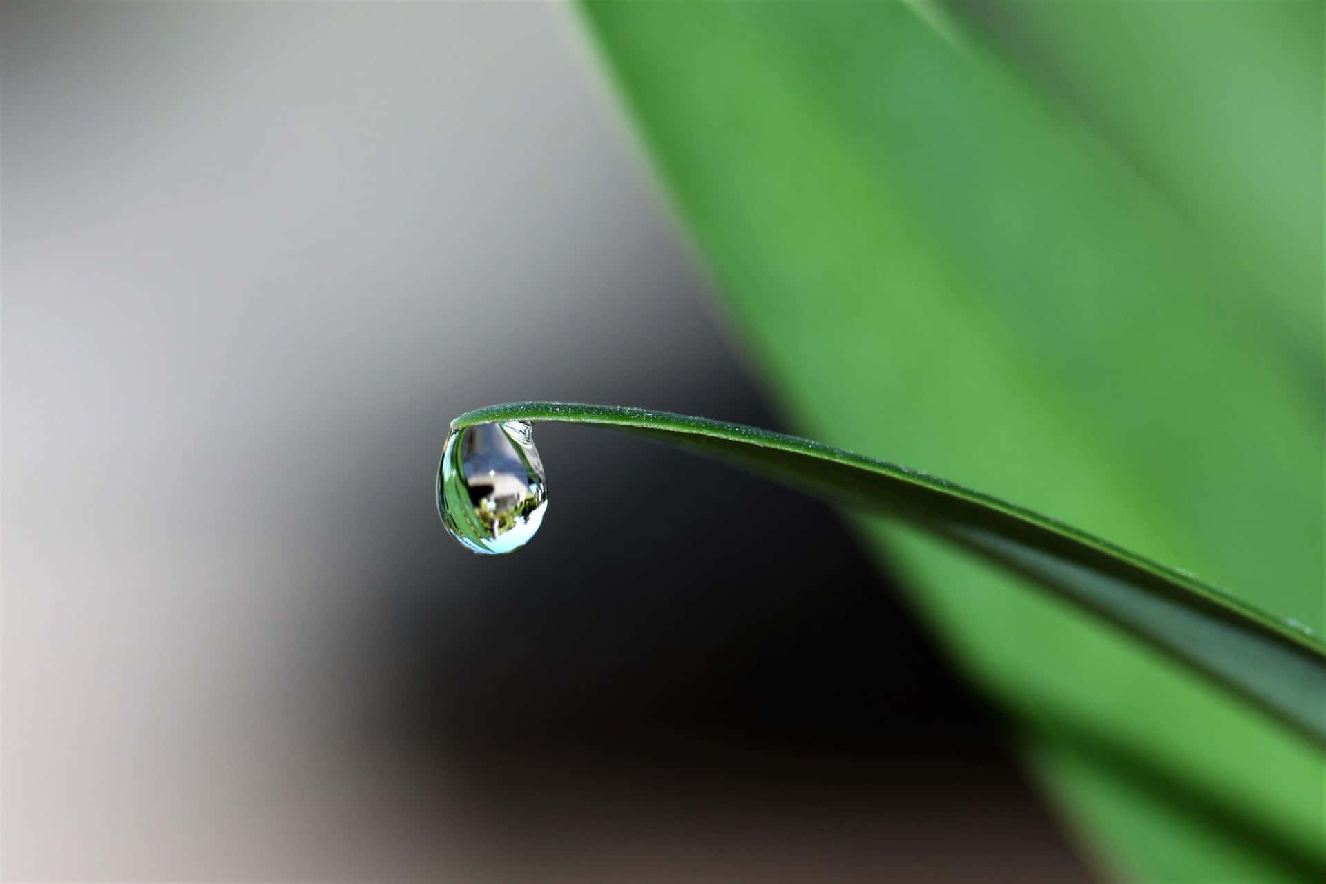 Caption: Dewdrop On Leaf Edge