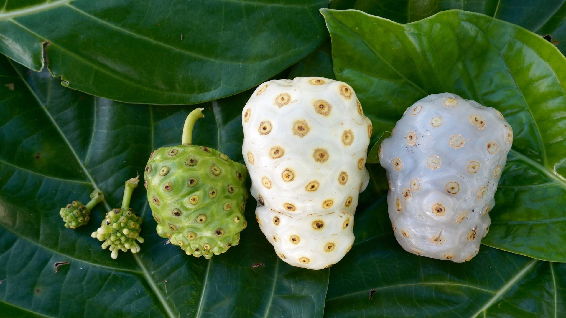 Caption: Different Development Stages Of Noni Fruits Background