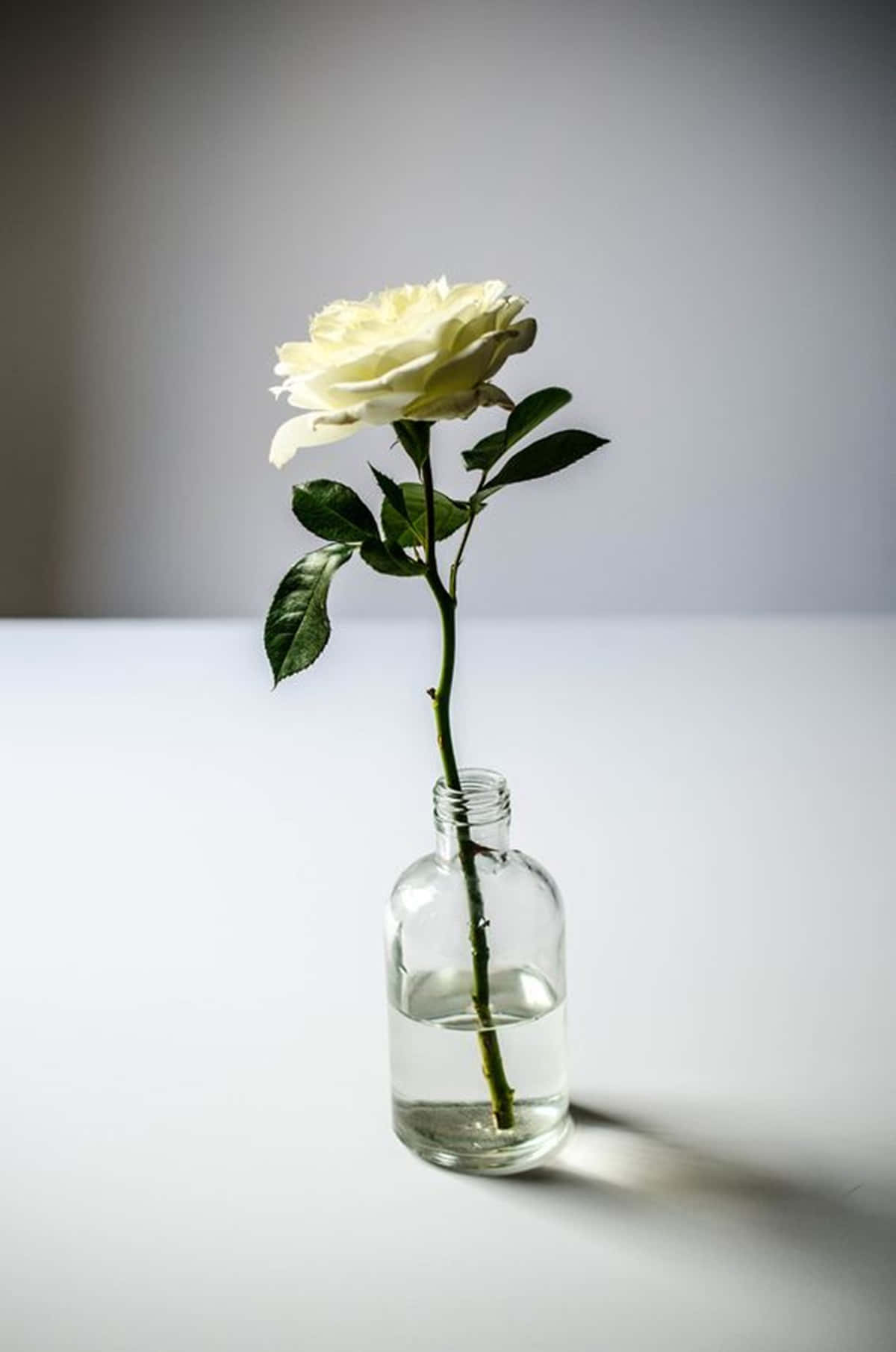 Caption: Elegance In Simplicity - A White Rose In Bloom