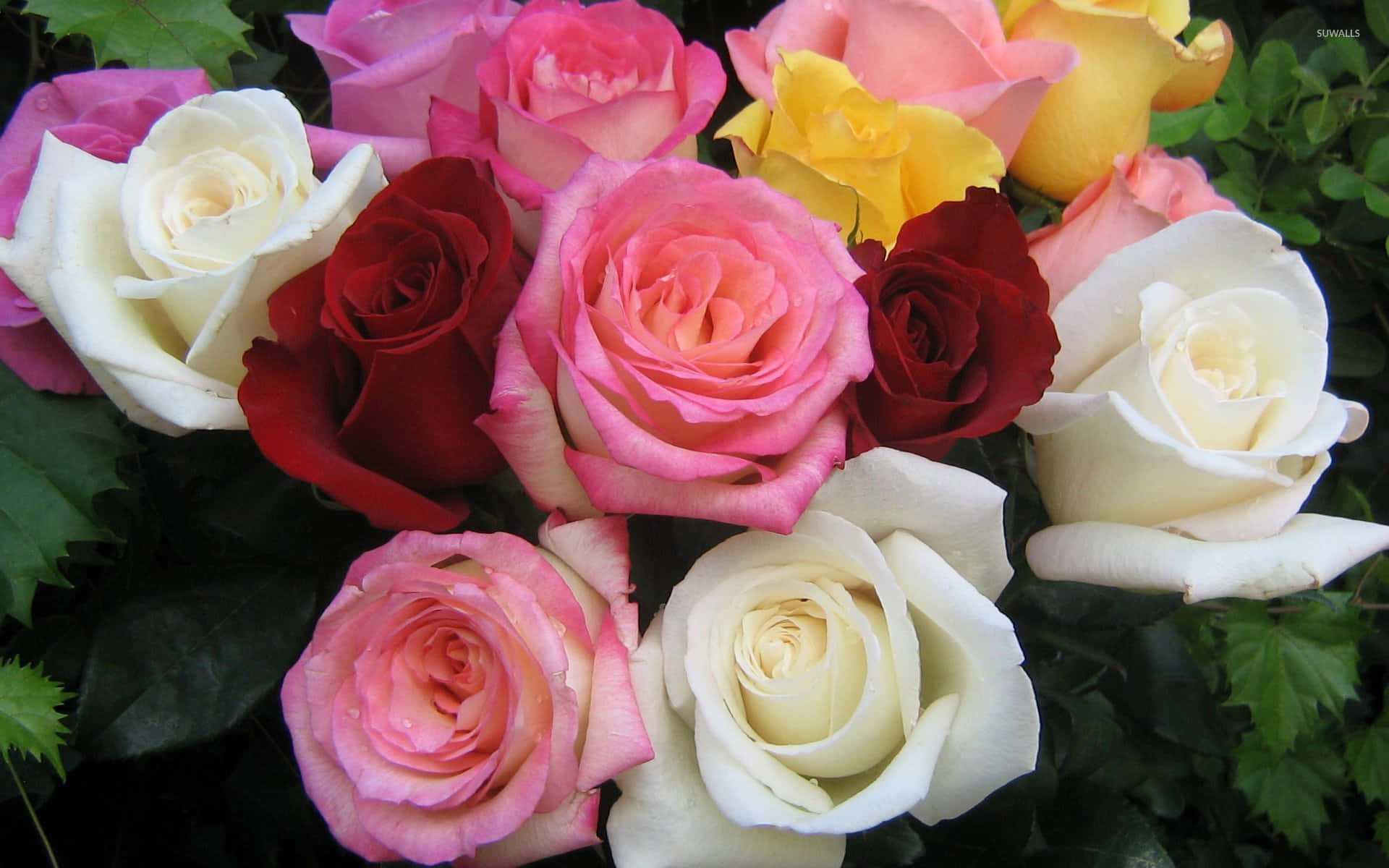 Caption: Elegant Bouquet Of Pink, Yellow, White, And Red Roses