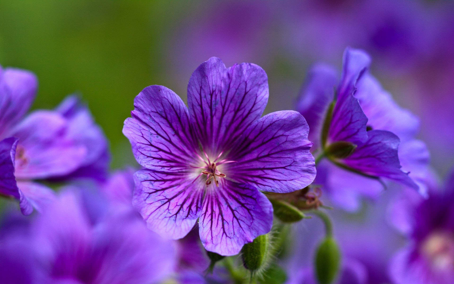 Caption: Elegant Display Of Cranesbill Geranium - The Purple Beauty Background