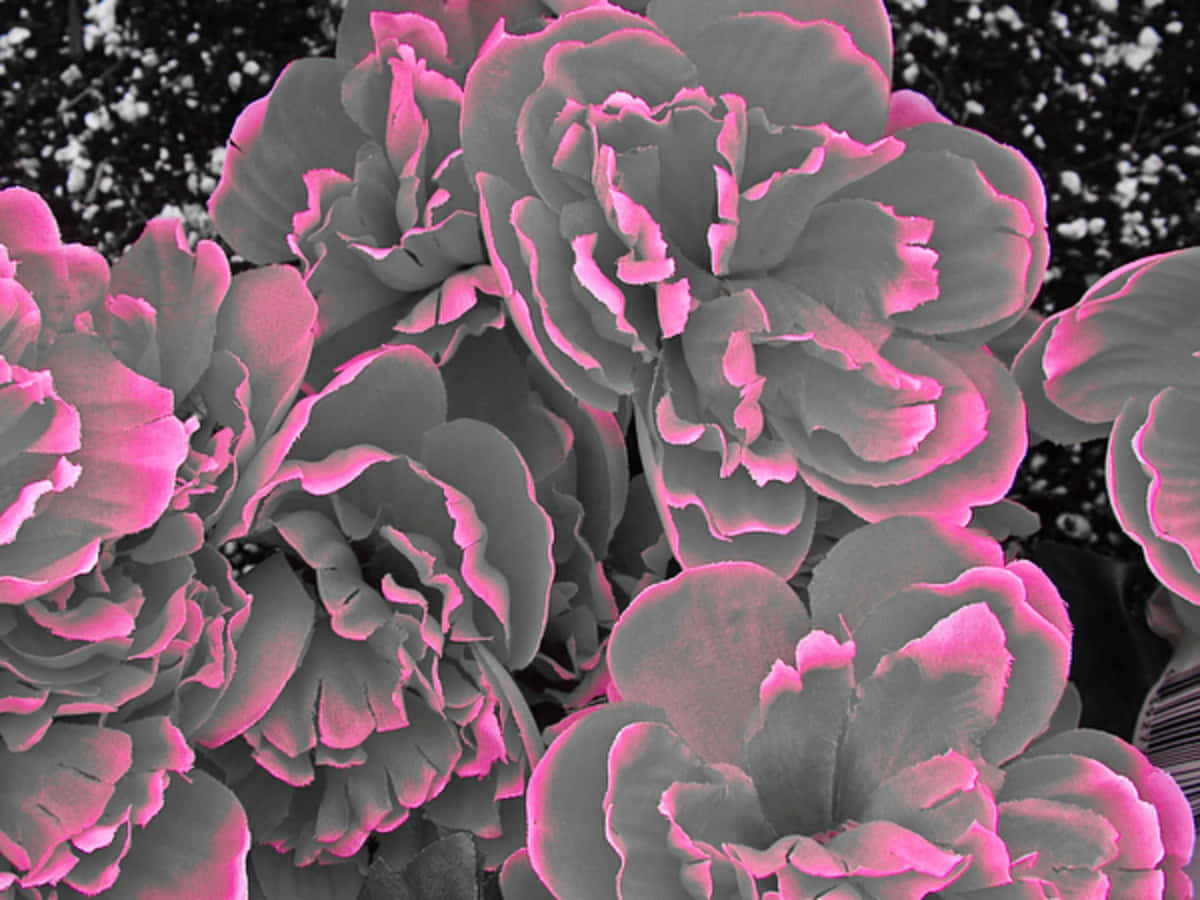 Caption: Elegant Gray And Pink Abstract Design Background