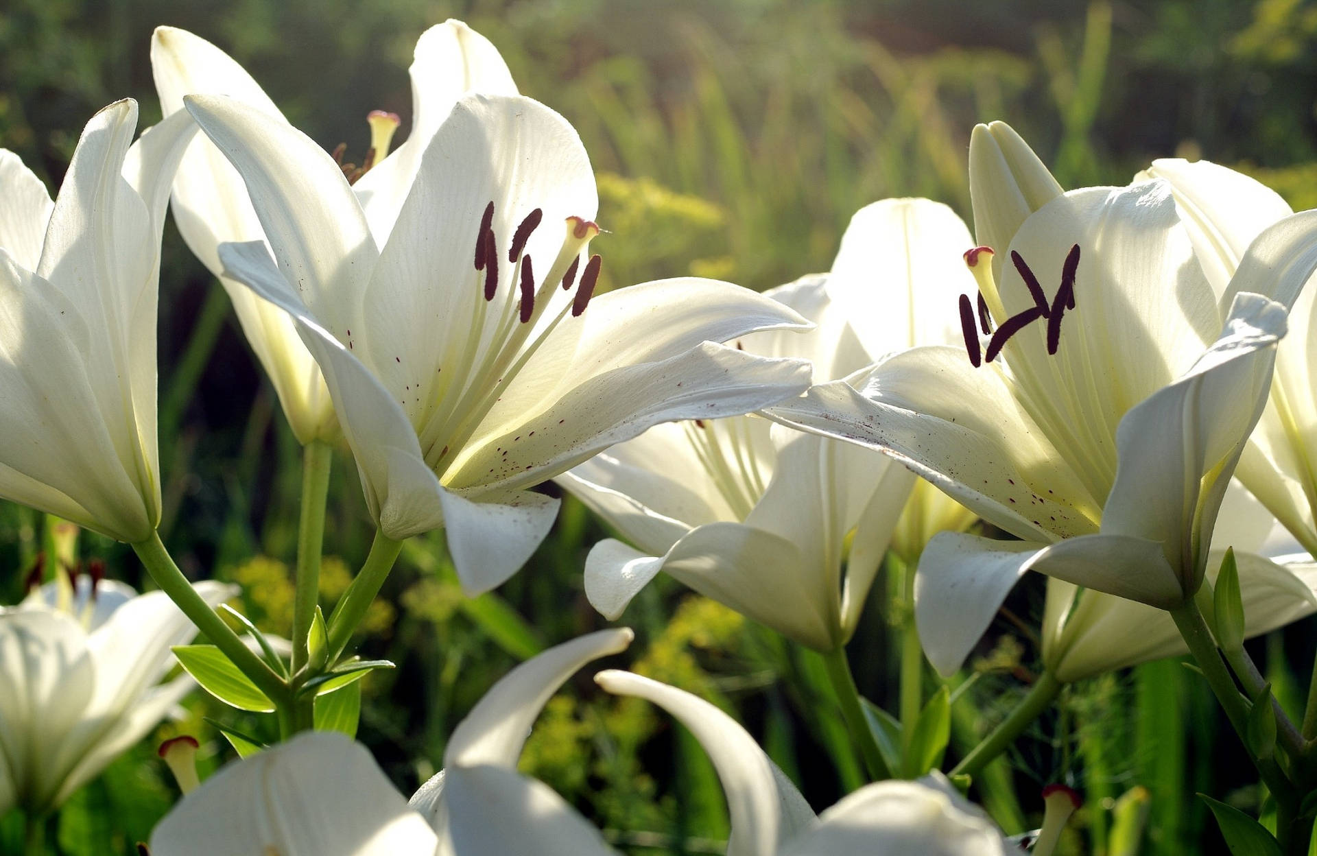 Caption: Elegant White Lily In Full Bloom Background