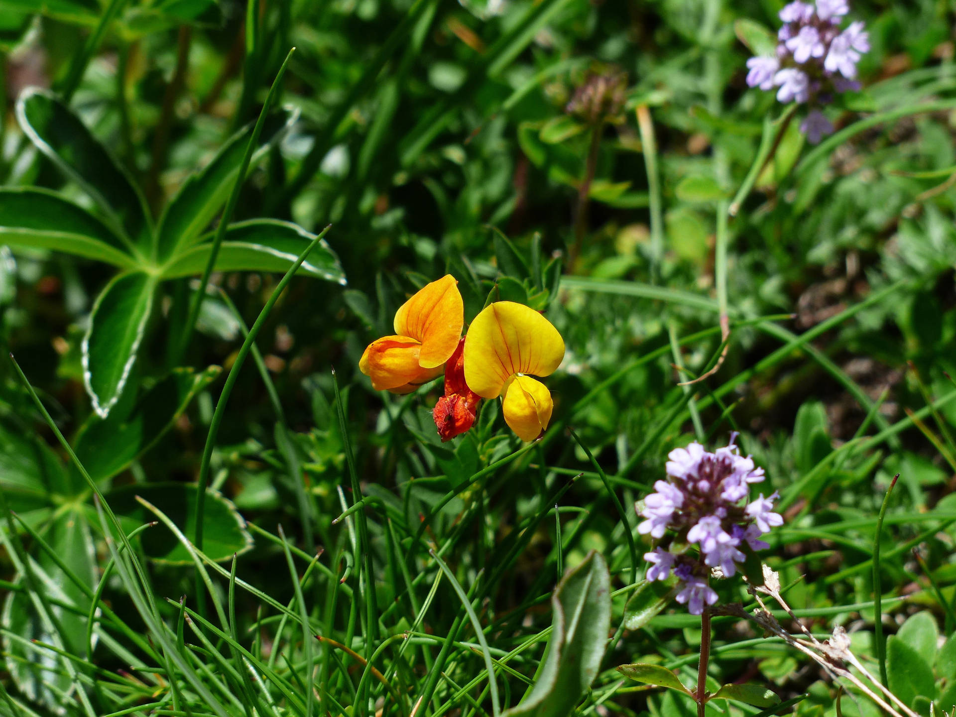 Caption: Enchanting Fenugreek Flowers Blooming In The Wild