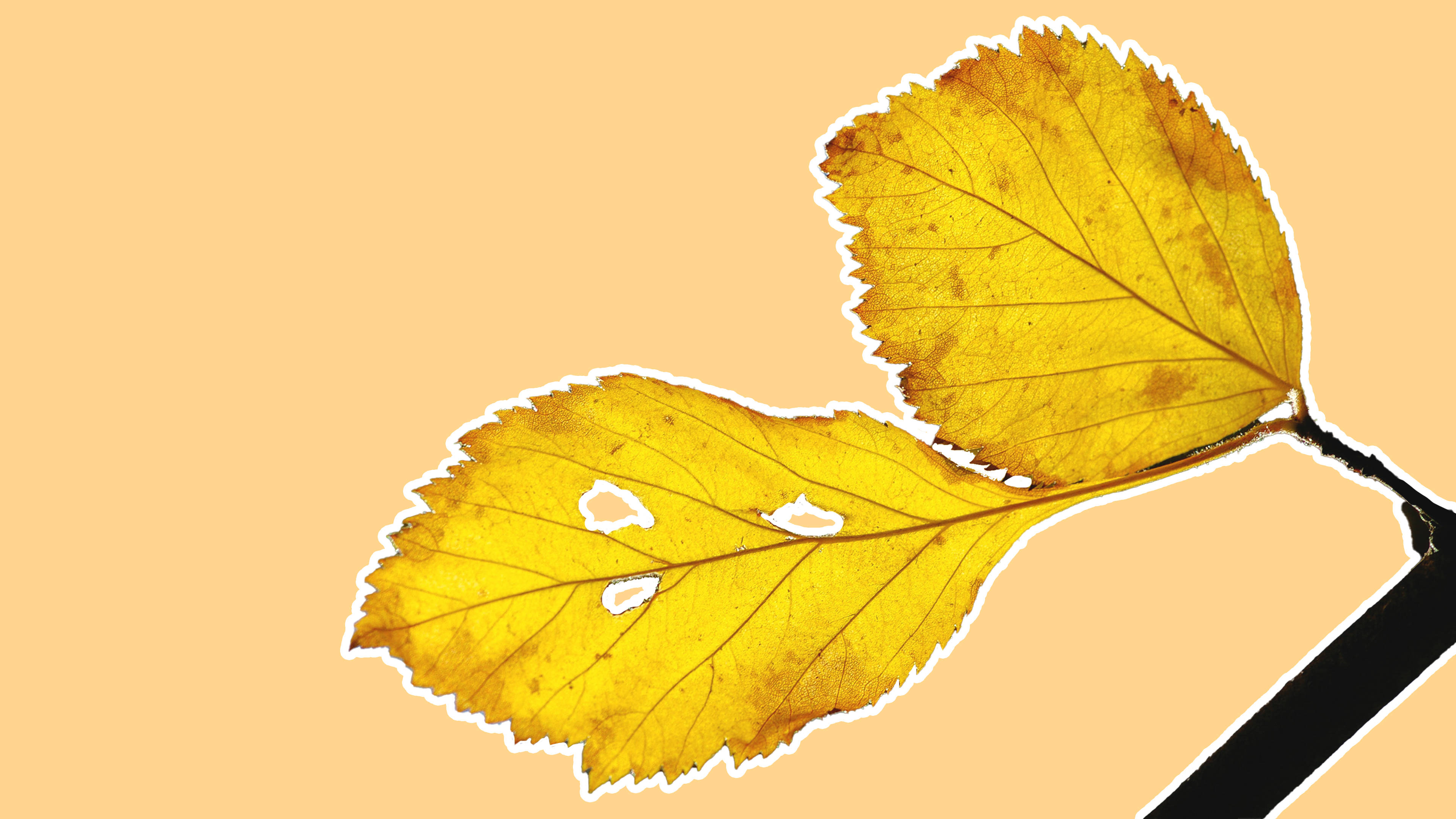 Caption: Enchanting Minimalistic Depiction Of Yellow Plant Leaves Background