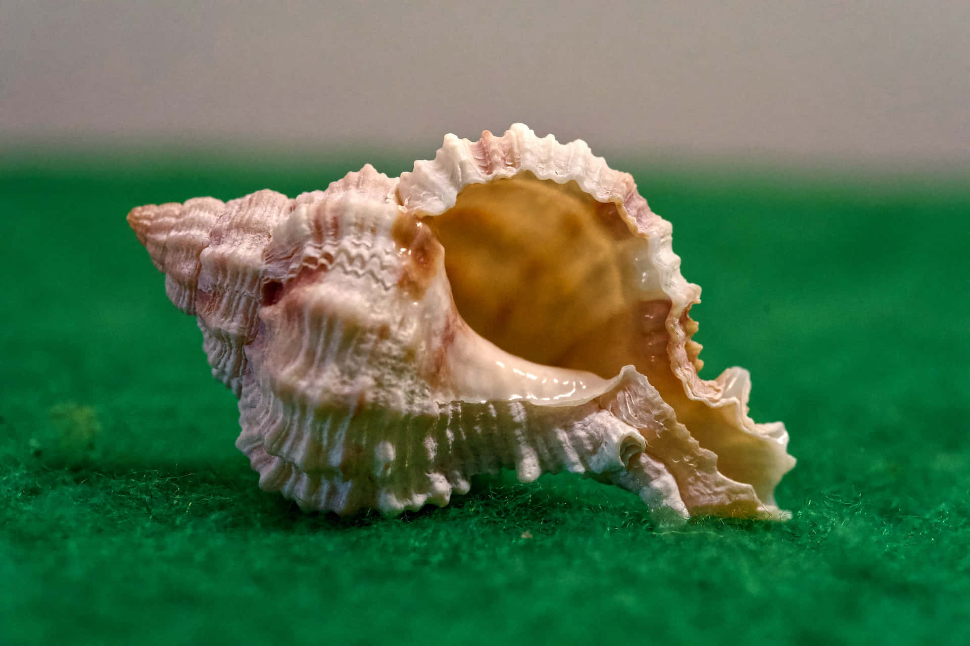 Caption: Enchanting Rough-edged Beige Seashell