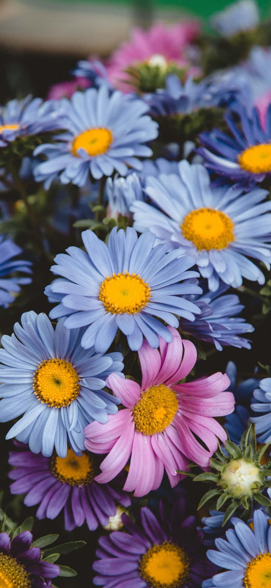 Caption: Enchanting Spring Daisies For Your Iphone Background