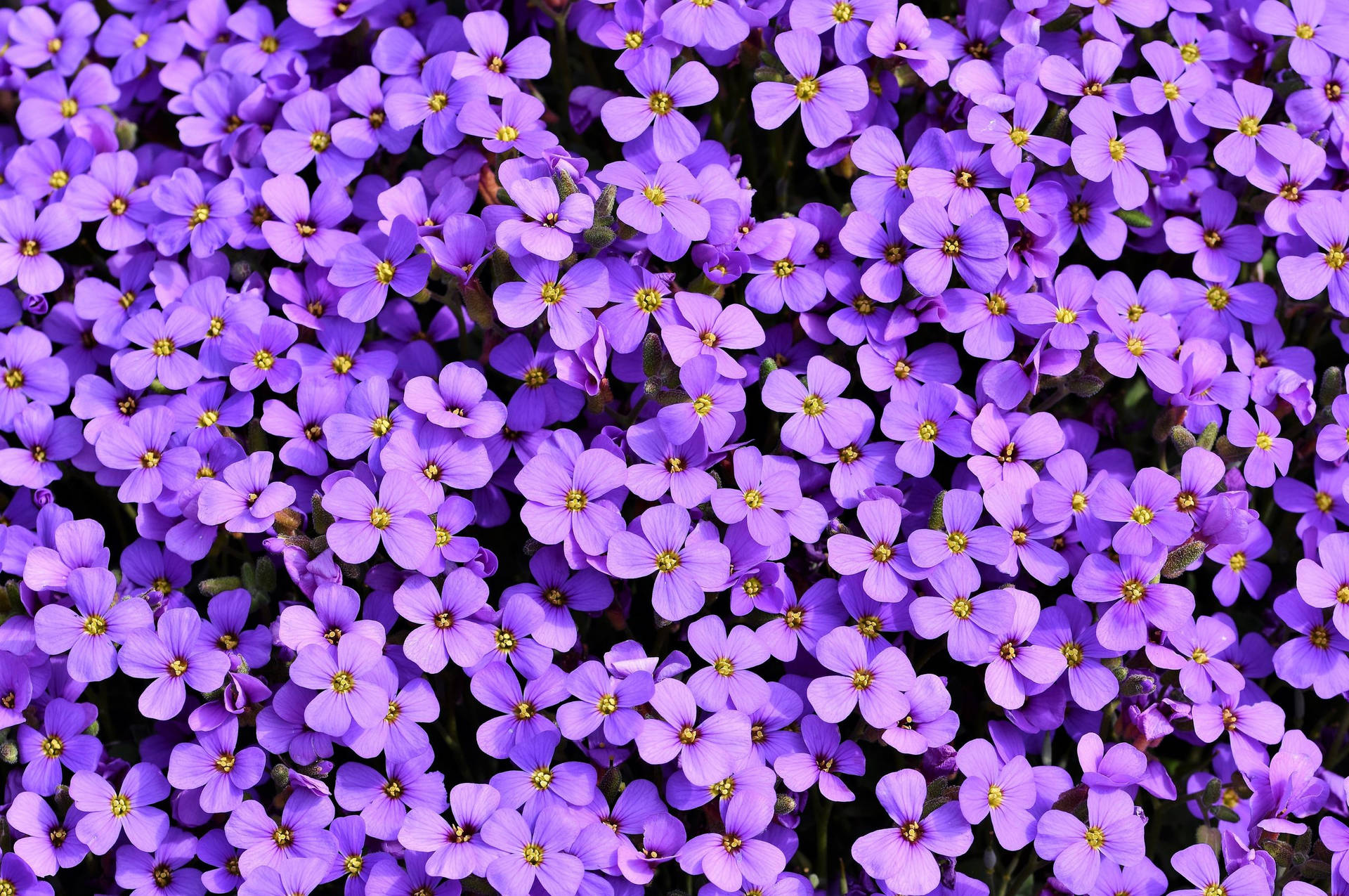 Caption: Enchanting View Of Blossoming Purple Flowers Background