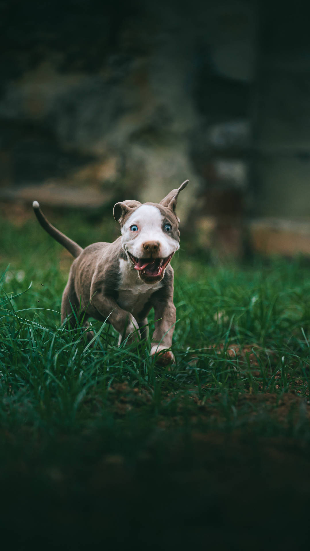 Caption: Energetic Blue-eyed American Pitbull In Action Background