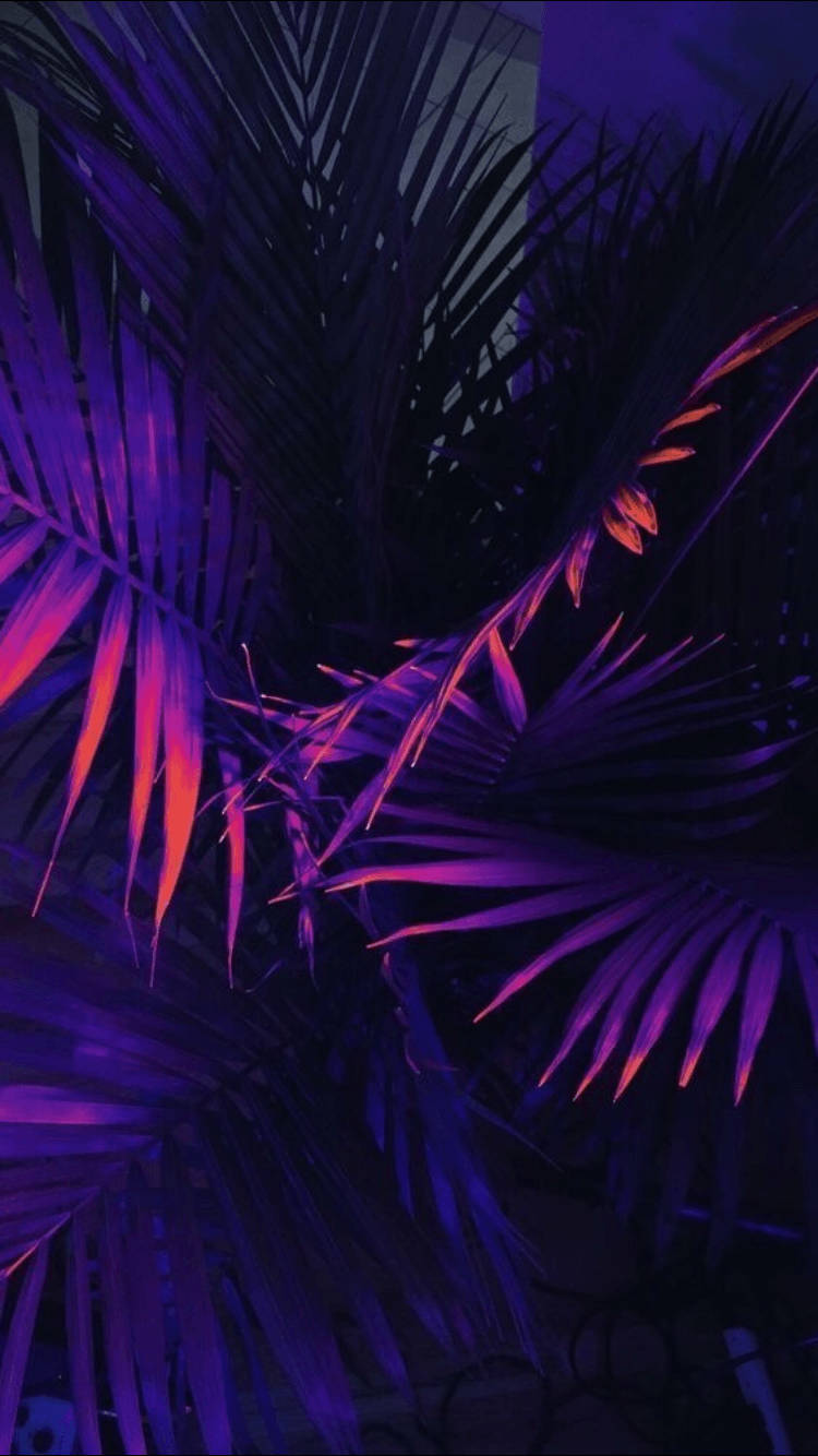 Caption: Exotic Midnight - Palm Tree Leaves Against Dark Purple And Black Sky Background