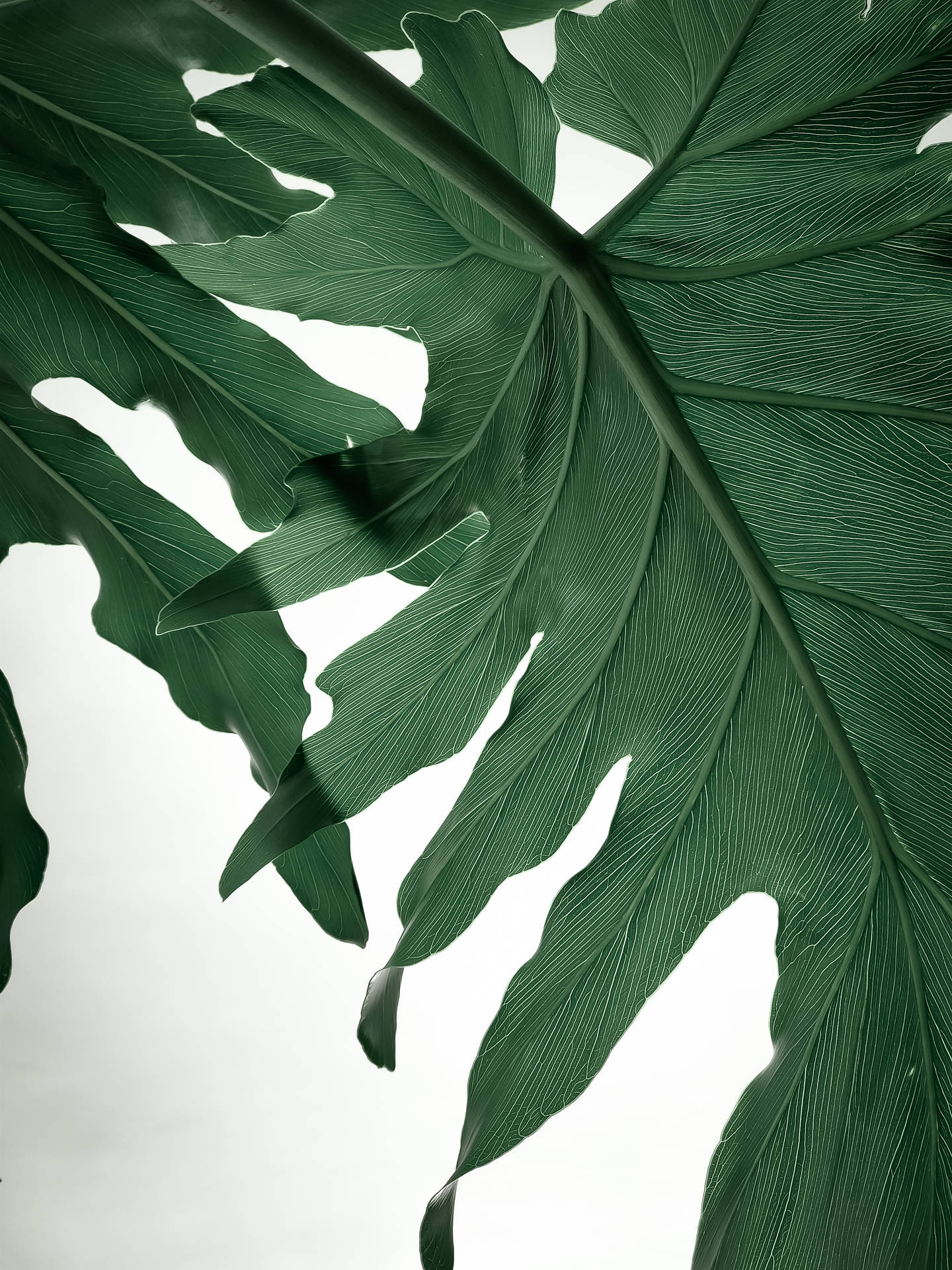 Caption: Exquisite Textured Swiss Cheese Plant Leaves