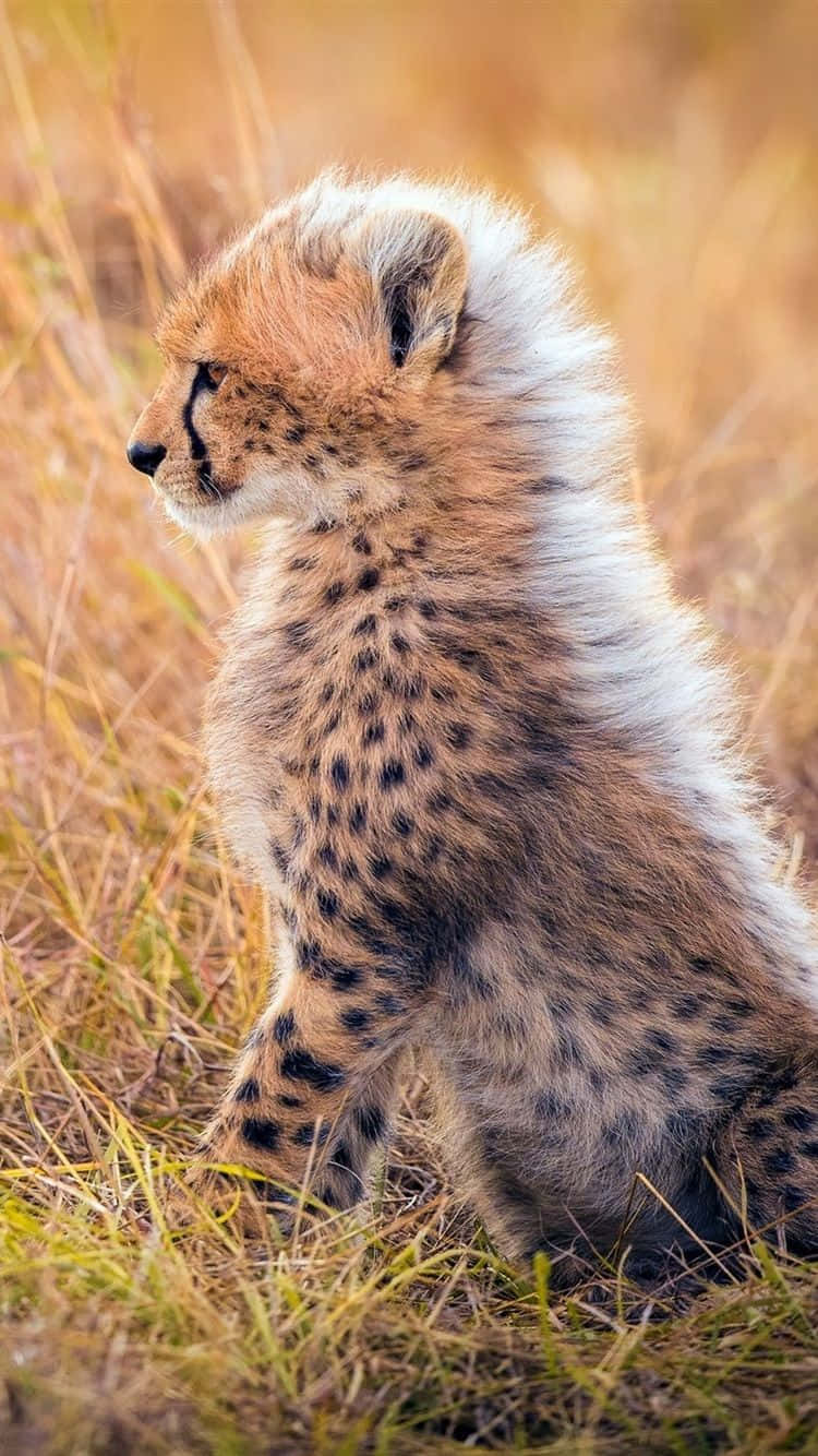 Caption: Exquisitely Agile: A Cheetah On Your Iphone Background