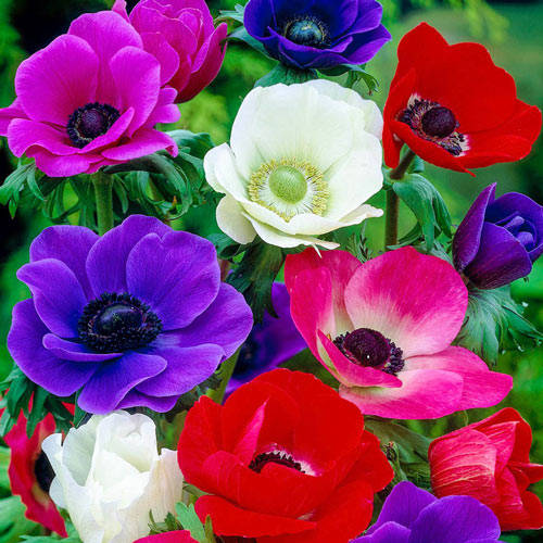 Caption: Fascinating Beauty Of Blooming Anemone Flowers Background