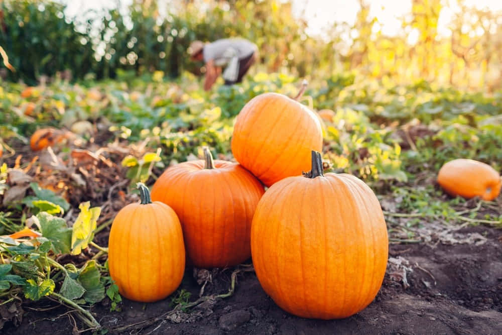 Caption: Festive Fall Pumpkin Display Background