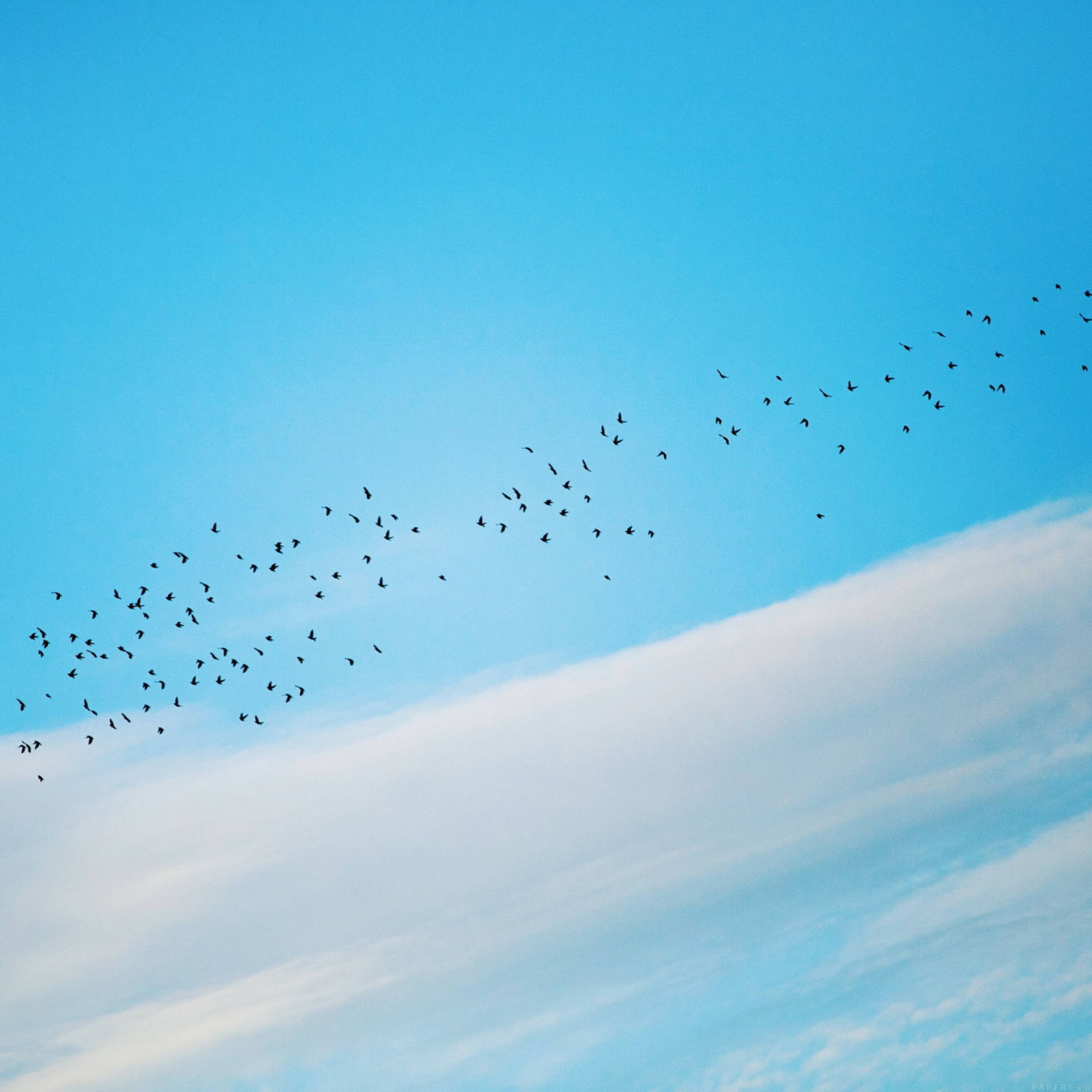 Caption: Freedom Embodied - Birds In Flight Background