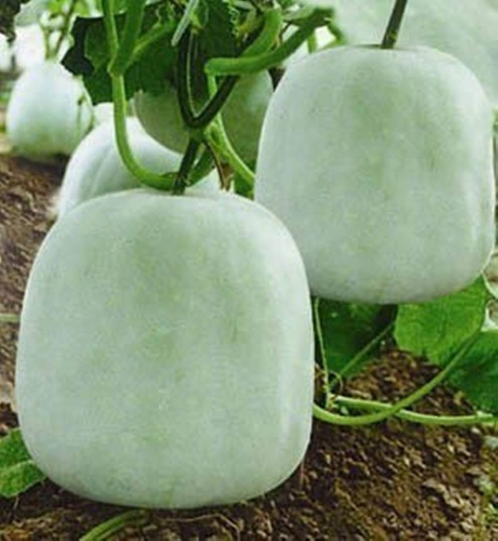 Caption: Fresh Ash Gourd: The Heirloom Vegetable Varieties Background