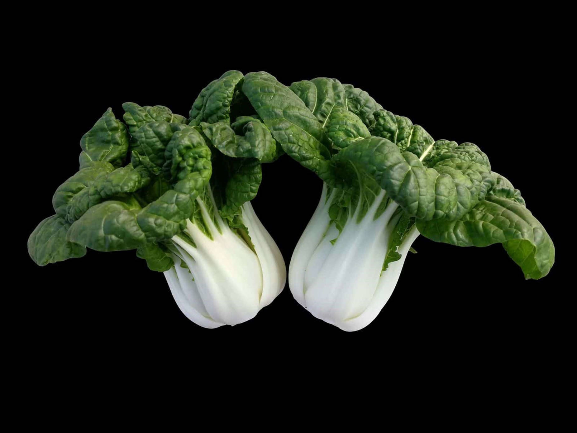 Caption: Fresh Bok Choy Greens Background