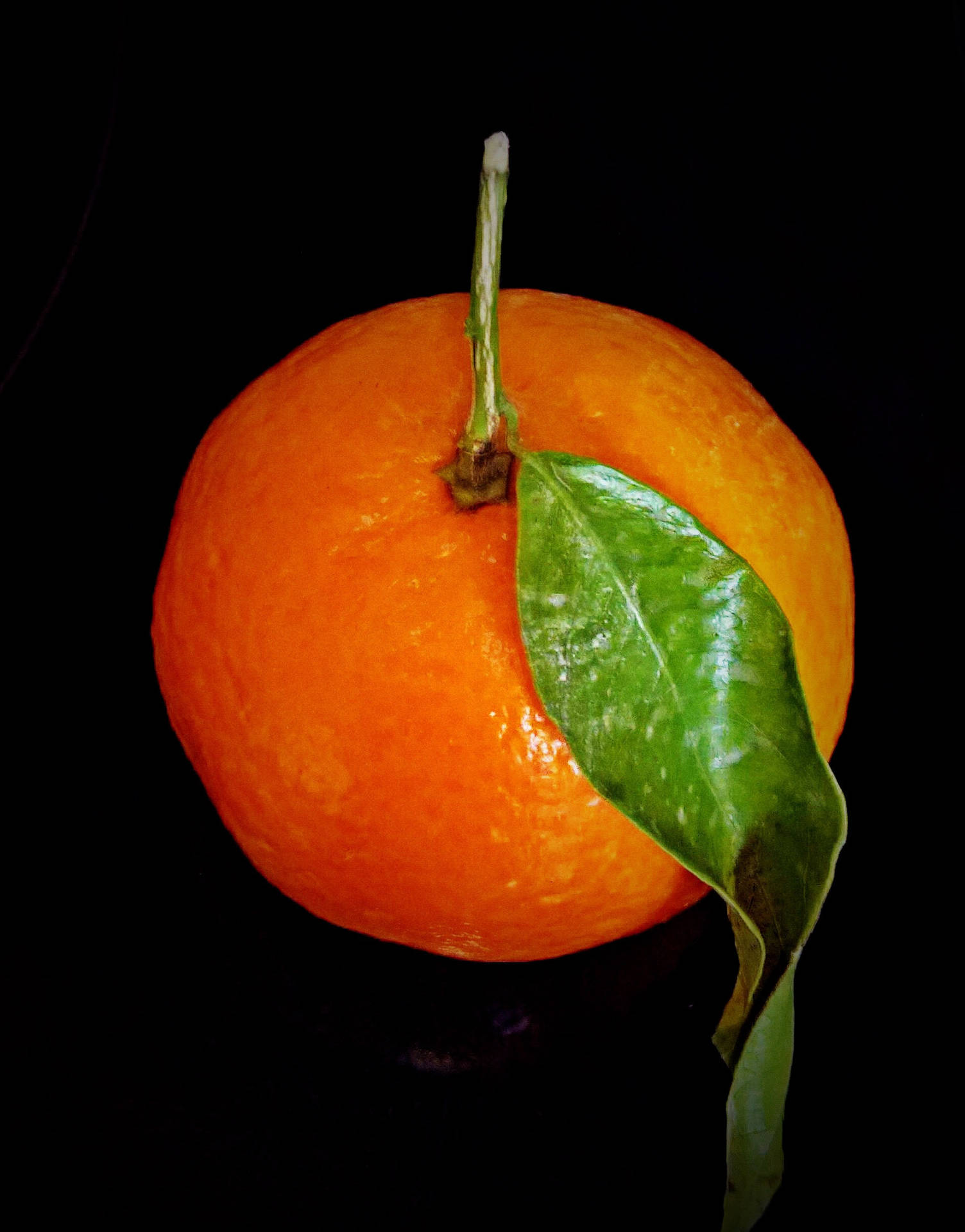 Caption: Fresh Clementine Closeup