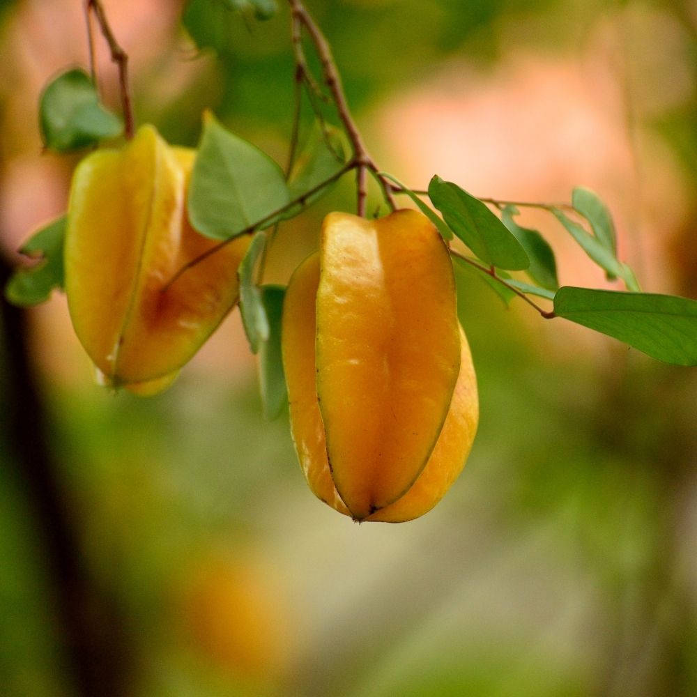 Caption: Fresh Golden Carambola Hanging From The Tree Background