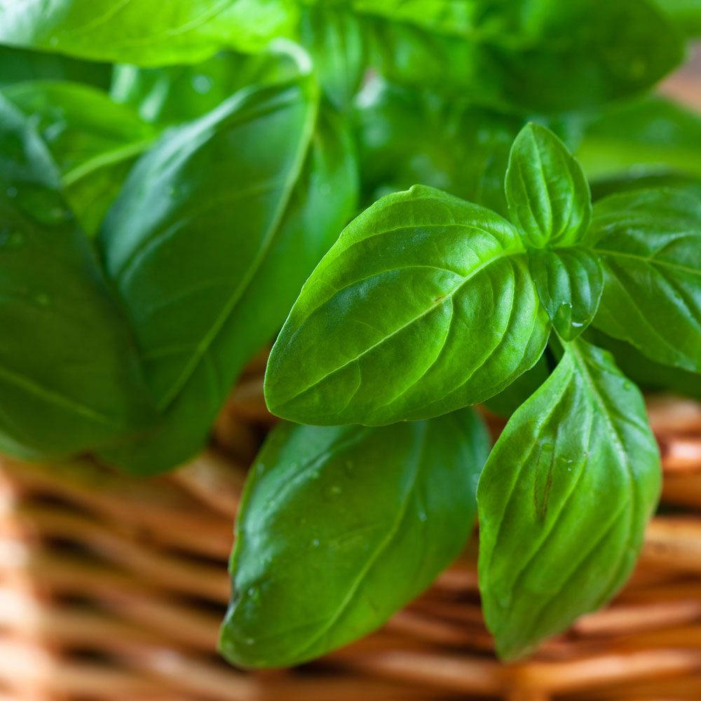 Caption: Fresh Green Basil Leaves In A Basket. Background