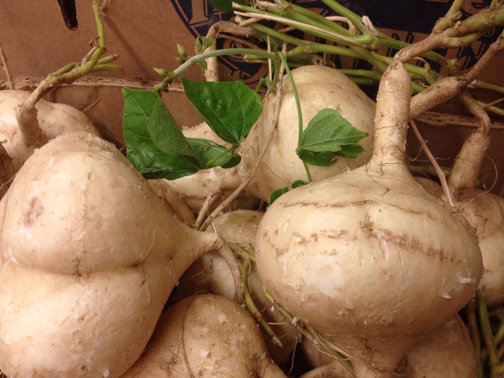 Caption: Fresh Jicama Root With Vibrant Green Leaves Background