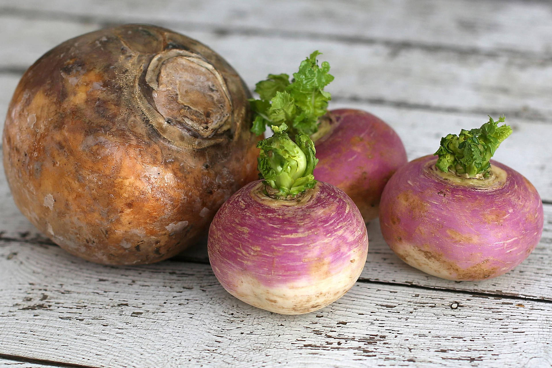 Caption: Freshly Harvested Turnips On White Table Background