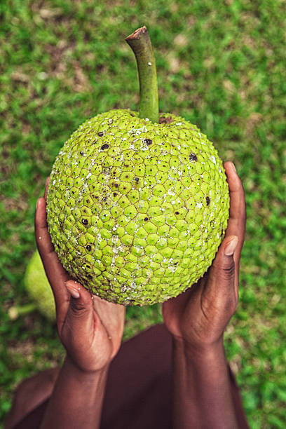 Caption: Freshly Plucked Breadfruit Background